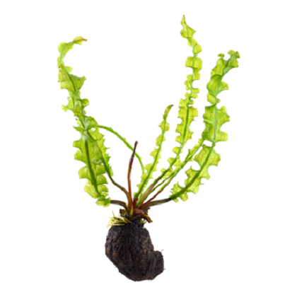 APONOGETON LONGIPLUMULOSUS