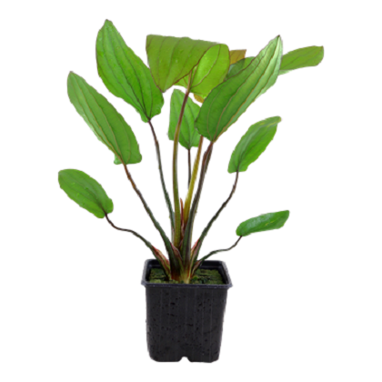 ECHINODORUS BARTHII XL