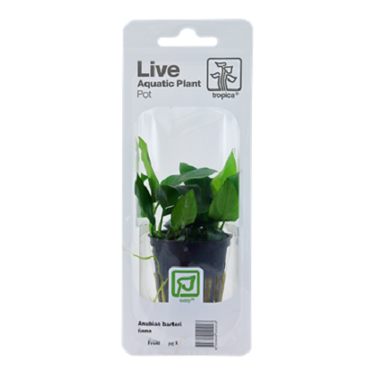 ANUBIAS BARTERI  var.nana