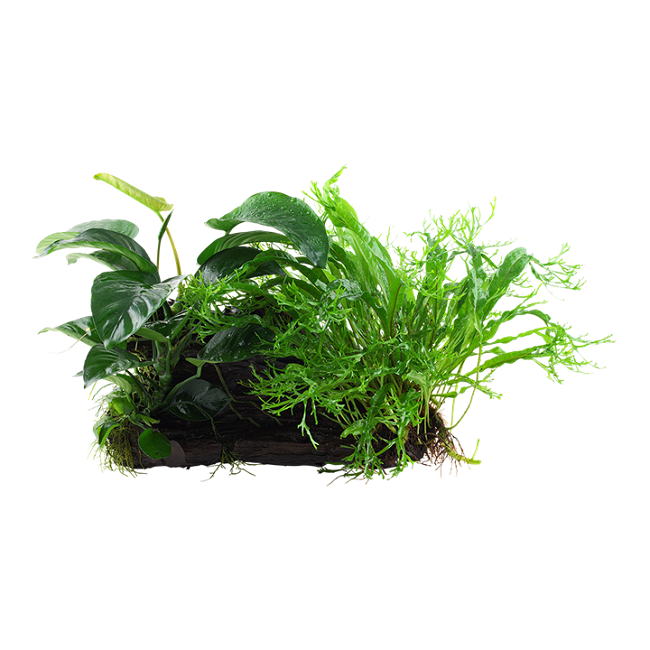 MICROSORUM e ANUBIAS su legno