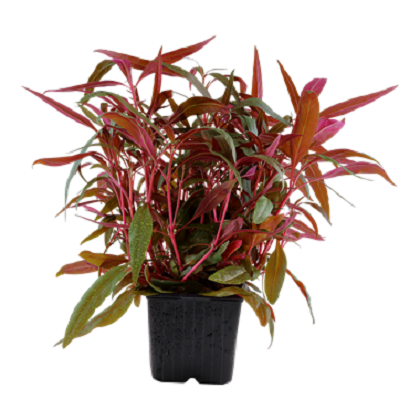 ALTERNANTHERA REINECKII PINK XL