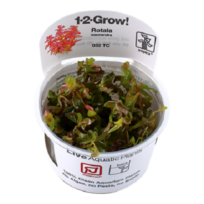 ROTALA MACRANDRA