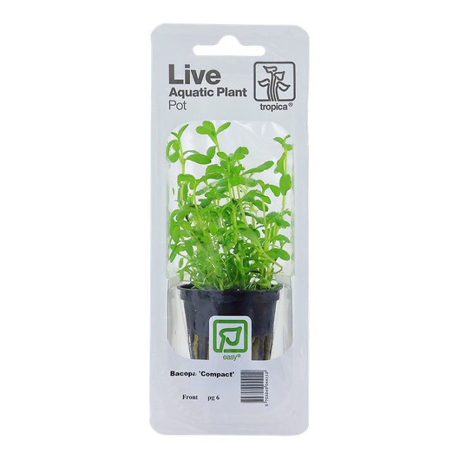 BACOPA MONNIERI  COMPACT