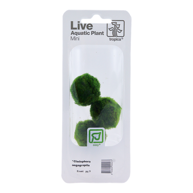 AEGAGROPILA LINNAEI - Marimo