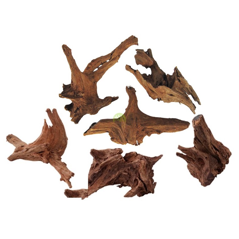 RADICE PALETUVIERE 40/60cm