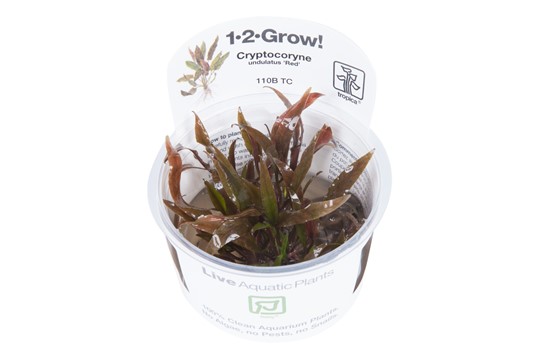 CRYPTOCORYNE UNDULATUS RED