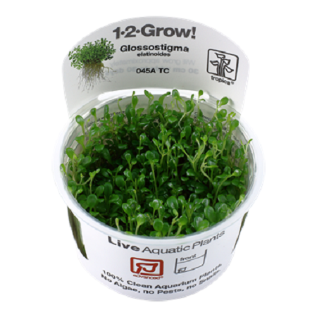 GLOSSOSTIGMA ELATINOIDES
