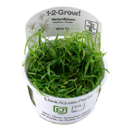 HELANTHIUM TENELLUM GREEN
