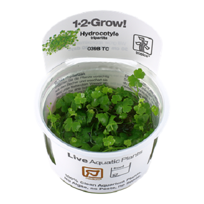 HYDROCOTYLE TRIPARTITA