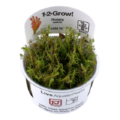 ROTALA WALLICHII