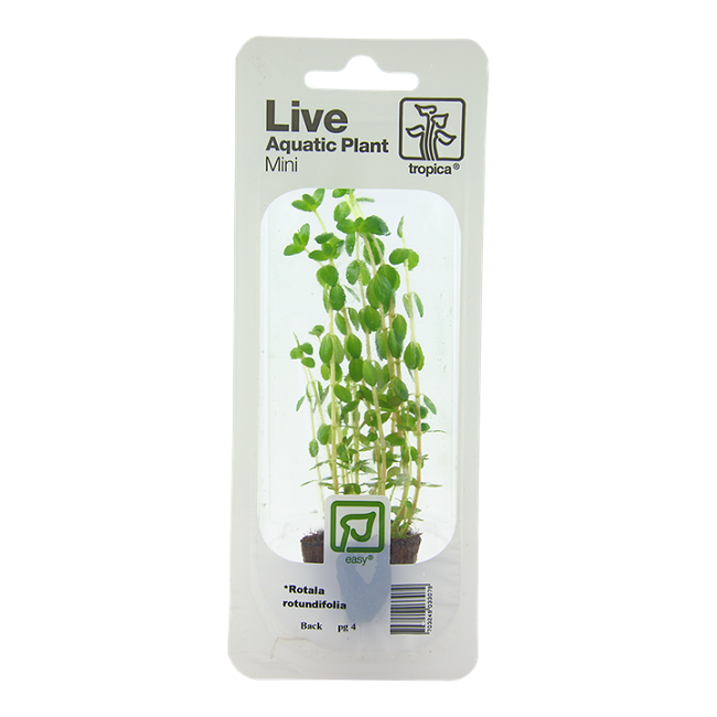 ROTALA ROTUNDIFOLIA
