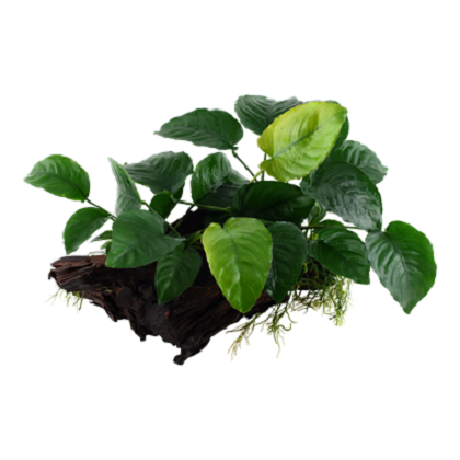 ANUBIAS BARTERI su legno