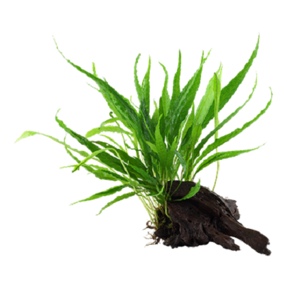 MICROSORUM PTEROPUS su legno