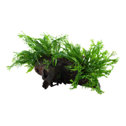 MICROSORUM PTEROPUS WINDELOW XL su legno