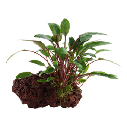 CRYPTOCORYNE BECKETTII PETCHII su roccia