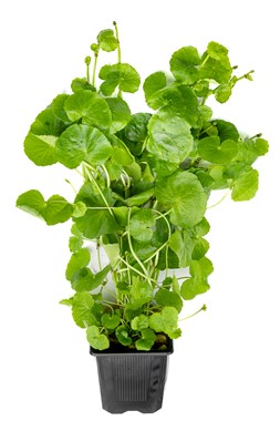 HYDROCOTYLE LEUCOCEPHALA XXL