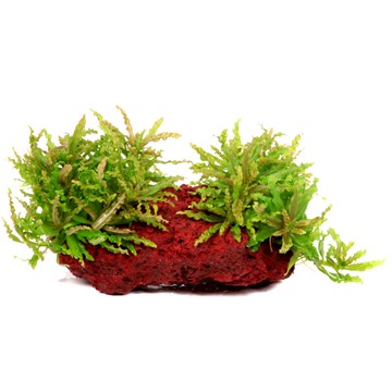 POGOSTEMON HELFERI su roccia