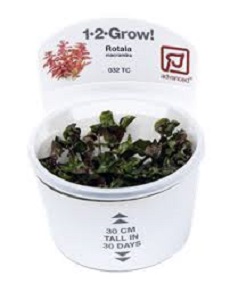 PIANTE TROPICA 1-2-GROW