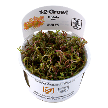 ROTALA ROTUNDIFOLIA H'RA