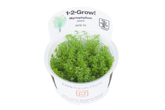 MYRIOPHYLLUM GUYANA
