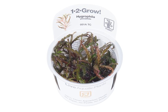 HYGROPHILA PINNATIFIDA