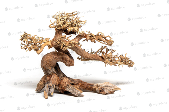 CLAW BONSAI M