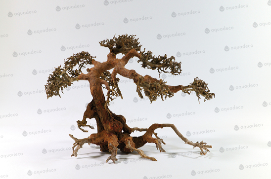 AQUA BONSAI M
