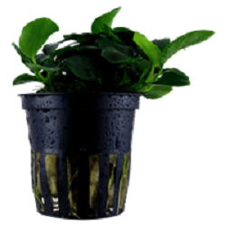 ANUBIAS BARTERI Petite