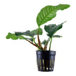 ANUBIAS BARTERI  Coffeifolia