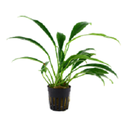 ANUBIAS BARTERI  Angustifolia