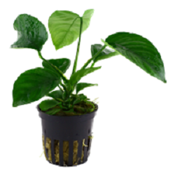 ANUBIAS BARTERI  Caladiifolia