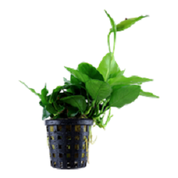 ANUBIAS BARTERI  Nana Large
