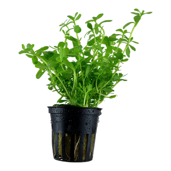 BACOPA MONNIERI  Compact