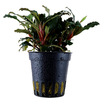 BUCEPHALANDRA RED