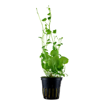 CARDAMINE LYRATA