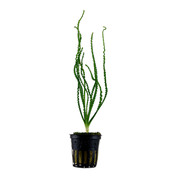 CRINUM CALAMISTRATUM