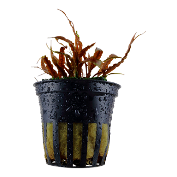 CRYPTOCORYNE ALBIDA BROWN