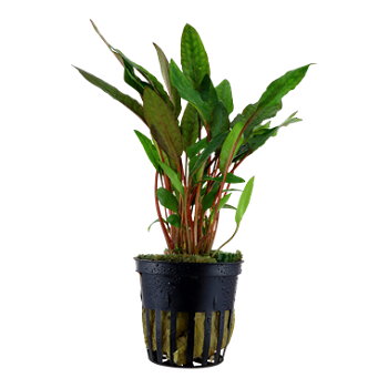 CRYPTOCORYNE BECKETTII  Petchii