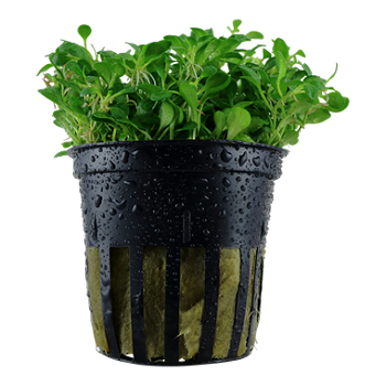 GLOSSOSTIGMA ELATINOIDES