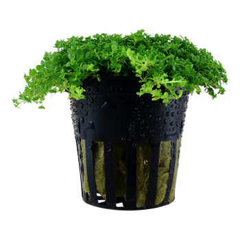 HEMIANTHUS CALLITRICHOIDES CUBA
