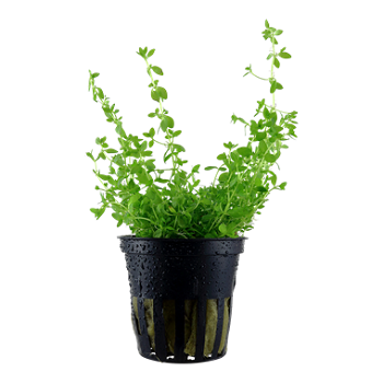 HEMIANTHUS MICRANTHEMOIDES