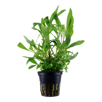 HYGROPHILA CORYMBOSA SIAMENSIS 53B