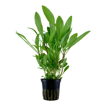 HYGROPHILA COSTATA