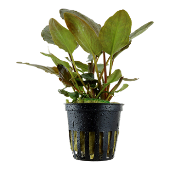 LAGENANDRA MEEBOLDII RED