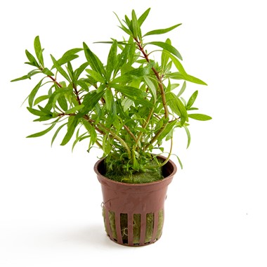 LUDWIGIA INCLINATA CUBA