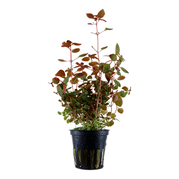 LUDWIGIA PALUSTRIS SUPER RED