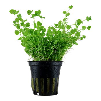MICRANTHEMUM UMBROSUM