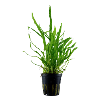MICROSORUM PTEROPUS NARROW