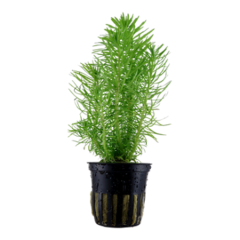POGOSTEMON DECCANENSIS