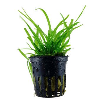 SAGITTARIA SUBULATA